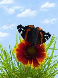 Butterfly on flower